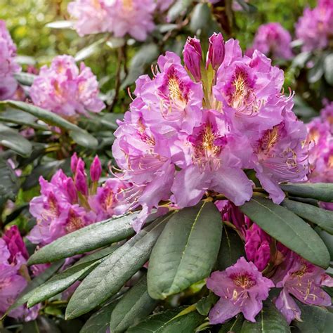 R Anecznik Catawbiense Grandiflora Fioletowy Wszystko Dla Ogrodu