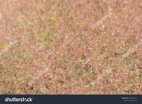 Erect Spiderling Erect Boerhavia Boerhavia Erecta Stock Photo