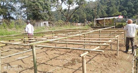 Enhancing Water Use Efficiency And Applicability Of Traditional Bamboo