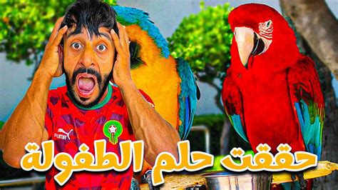 وأخيرا حققت حلم الطفولة ️ واشتريت أغلى ببغاء 🦜 Youtube