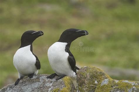 Razorbill On Great Saltee Island Stock Image Image Of Colourful