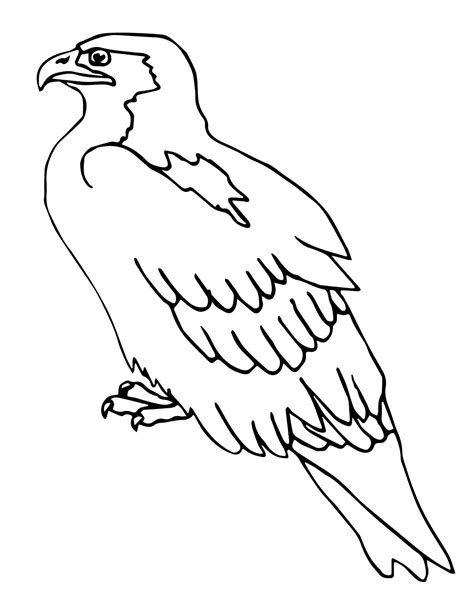 Falcon Coloring Pages Bird Peregrine Drawing Diving Printable Kids Hawk