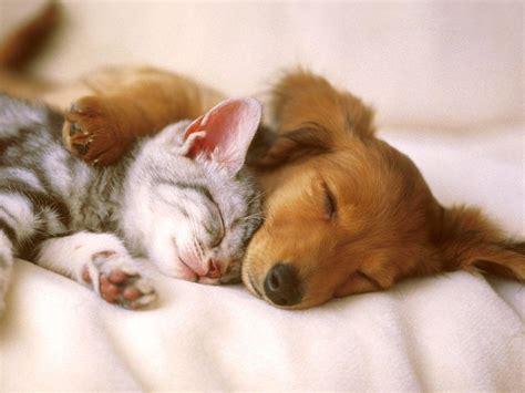 Cute Pets Wallpapers - Top Free Cute Pets Backgrounds - WallpaperAccess