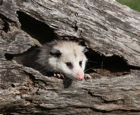 Virginia Opossum Baby Animals, Funny Animals, Cute Animals, Beautiful ...