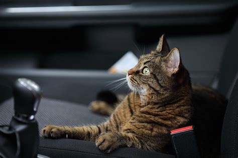 How To Travel With A Cat In A Car Long Distance With A Litter Box