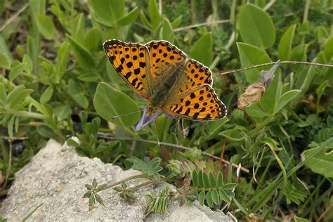 Issoria Lathonia Kleiner Perlmuttfalter Kleiner Perlmutter Flickr