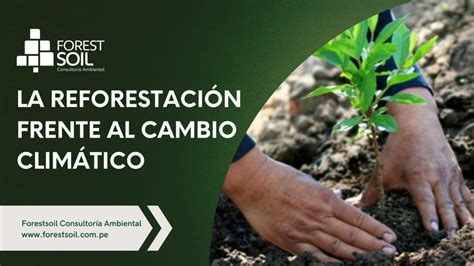 La Reforestación Y Su Importancia Consultoría Ambiental