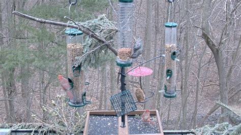 Bird Feeder Webcam in Pike Creek