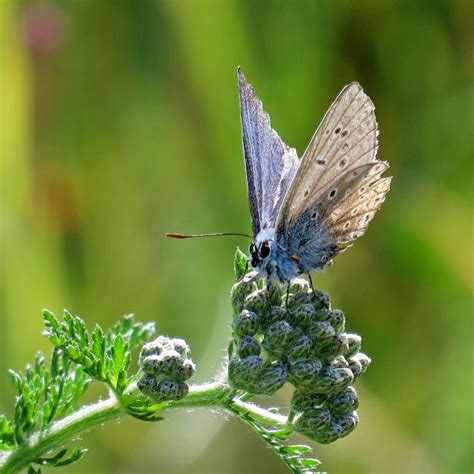 Vroege Vogels Foto Geleedpotigen Icarusblauwtje