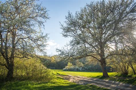 Floresta Arvores Trilha Foto Gratuita No Pixabay Pixabay