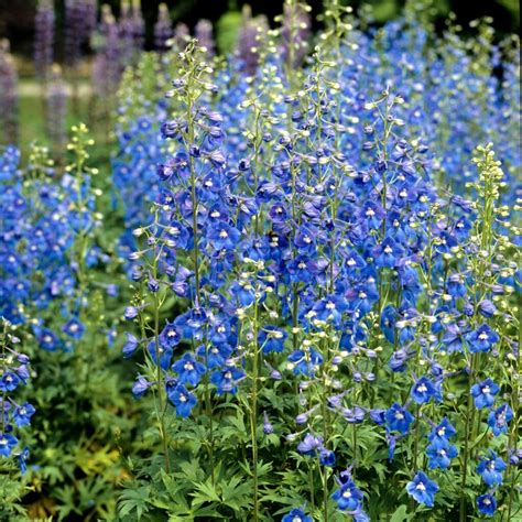 How To Grow Larkspur From Seed Growhappierplants