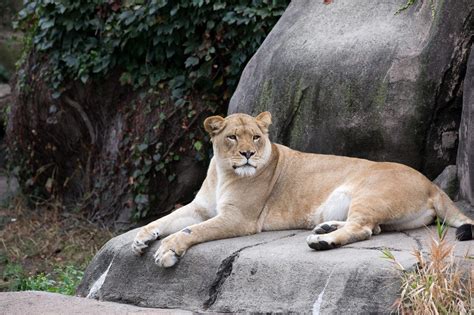 Lincoln Park Zoo Breaks Ground on Lion Habitat with Generous Gift from ...