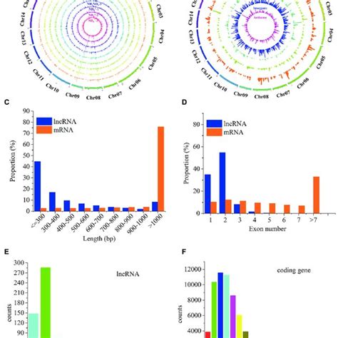 Comparison Of Structural Features Of Lncrnas And Mrnas A The