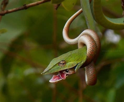 Ahaetulla Nasuta Also Known As Common Vine Snake And Long Nosed Whip