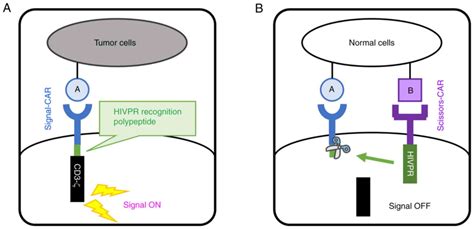 A Novel Chimeric Antigen Receptor Car System Using An Exogenous