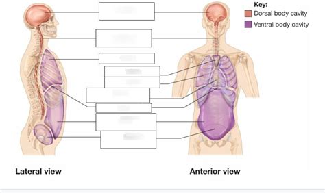 Lesson Anatomical Terminology Body Cavities Diagram Quizlet