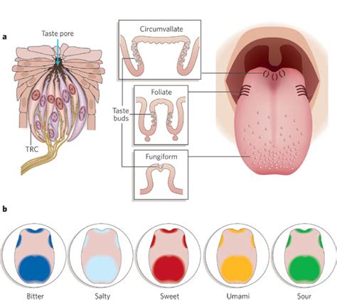 Smell and Taste Receptors: What is It We Smell? How Taste Works?