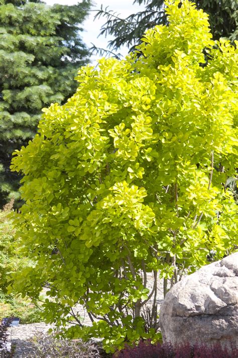 Golden Spirit Smokebush Plant Library Pahls Market Apple Valley Mn