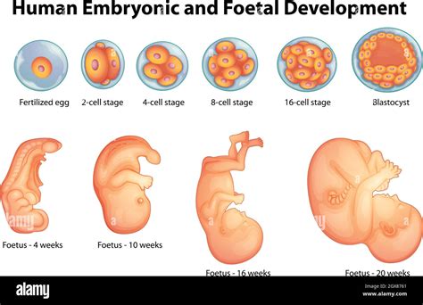 Etapas Del Desarrollo Embrionario Humano Imagen Vector De Stock Alamy