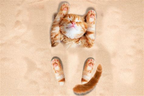 Cute happy cat playing in the sand Photograph by Johnnie Art - Pixels