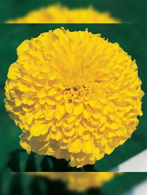 Marigold F 1 Inca Sunny View Seeds Buy Seeds Bulbs Fertilizers Garden Accessories Online