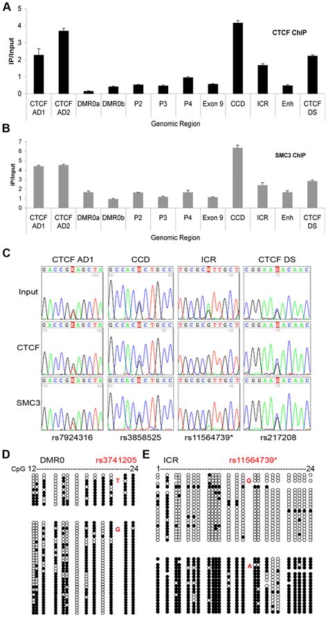 CTCF And The Cohesin Binding At IGF2 H19 Region In HB2 Cells A