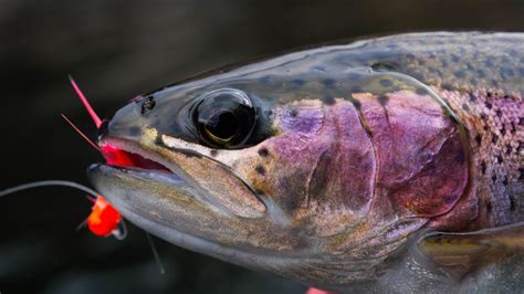 Jig And Bobber For Trout | Reviewmotors.co