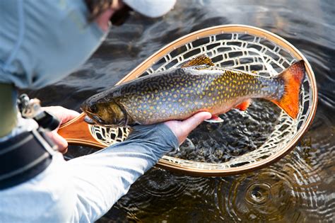 Caught This Monster Native Maine Brook Trout Over The Weekend R