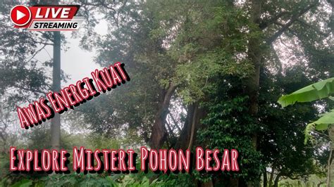 Live Penelusuran Misteri Pohon Kramat Di Sore Hari YouTube