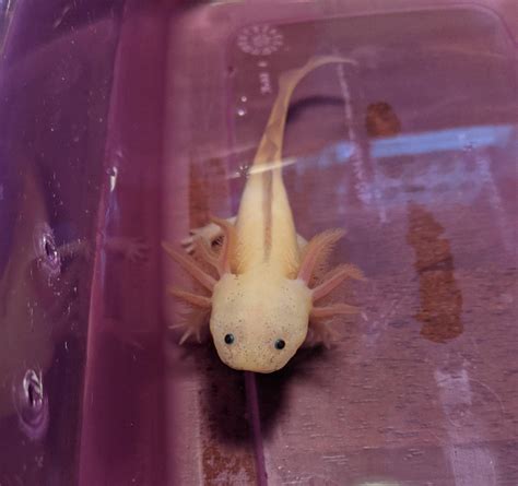 Live Axolotls for Sale. UNDER $50 | Oomie's Crafts 'n Critters