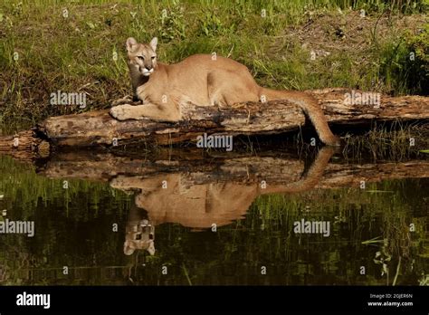 Mountain Lion And Reflection On Pond Kalispell Montana Controlled