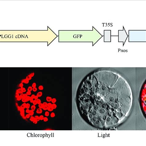 Subcellular Localization Of OsPLGG1 GFP In Maize Protoplast A