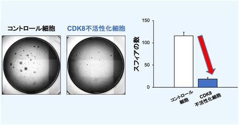 岐阜薬科大など、がんの親玉こと「がん幹細胞」に効く治療薬の開発に前進 Tech（テックプラス）