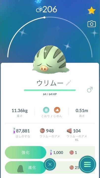 【色違いウリムー】マンムーに進化させてみた！ 復刻コミュニティデイ ポケモンgo コミュデイ コミュニティデイ Pokémongo