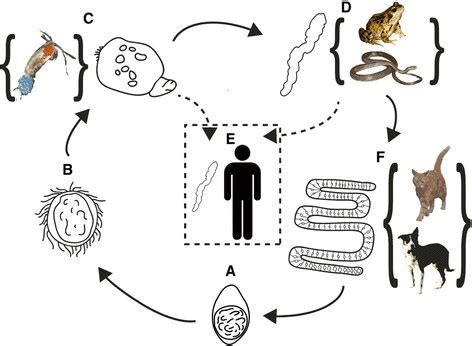 Tapeworm Life Cycle In Cats