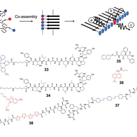 Biocatalytic Supramolecular Peptide Co Assembly A Molecular