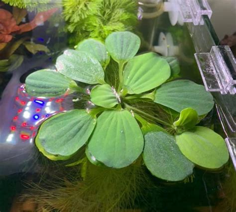 Les Plantes Flottantes D Aquarium Betta Passion