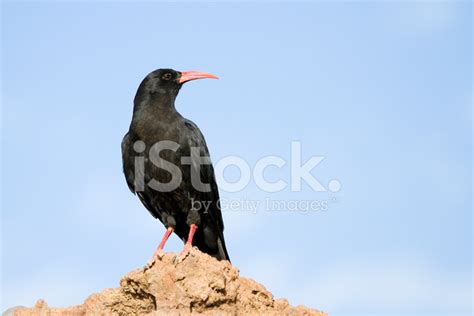 Chough Stock Photo | Royalty-Free | FreeImages