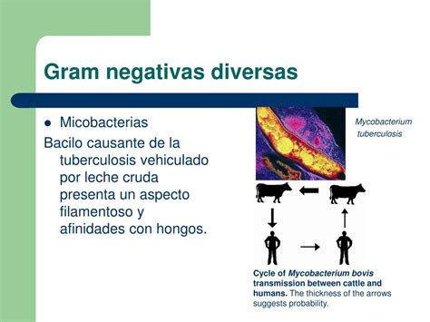 PPT Microbiología de la leche y sus productos PowerPoint Presentation