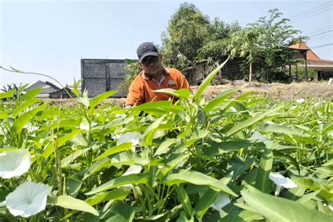 Terancam Gagal Panen Petani Di Gresik Berharap Bantuan Sumur Bor Dan