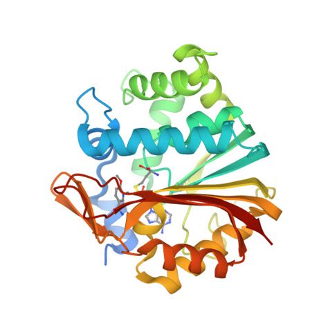 RCSB PDB 5YJF Co Crystal Structure Of Human Nicotinamide N