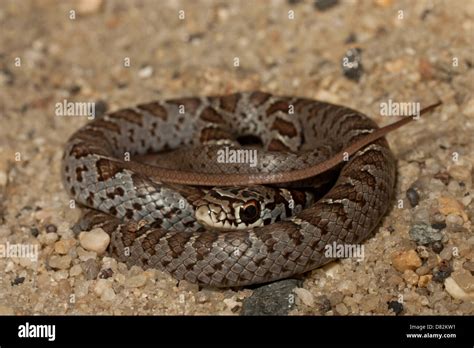 Baby black racer snake - Coluber constrictor Stock Photo - Alamy