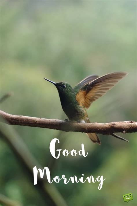 Top 999 Good Morning Birds Images Amazing Collection Good Morning