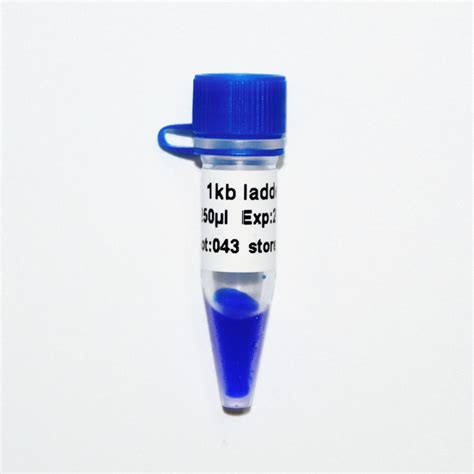 Kb Ladder Bp Dna Marker Ladder Gel Electrophoresis