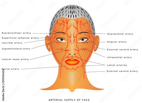 Facial Arteries Arteries Of Head Facial Artery Branch Of External