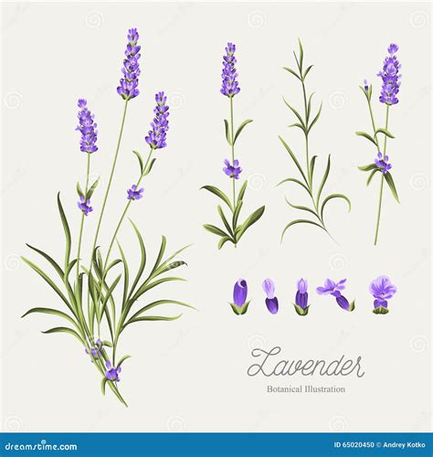 Set Of Lavender Flowers Elements Stock Vector Illustration Of