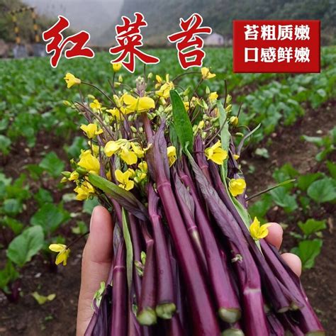 Red Bolt Seeds Seed Purple Bolt Guangdong Vegetables Bolt Beet Heart