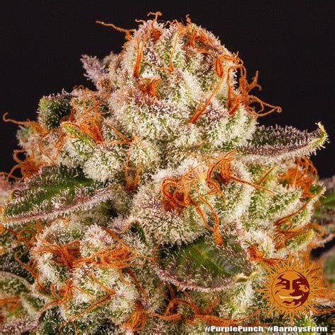 Buy Purple Punch Feminized Seeds By Barney S Farm In America Stellar