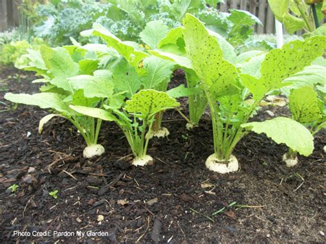 Growing Turnip Greens