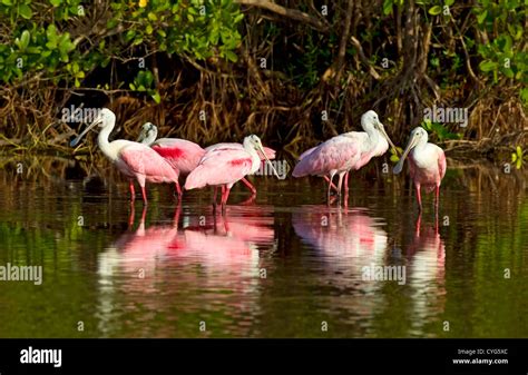 Roseate Spoonbill Platalea Ajaja Group Of Adults Standing In Water In